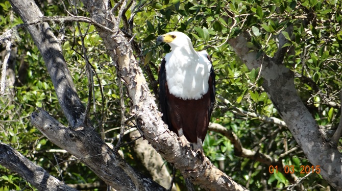Durban 5 Day Tour; African fish eagle