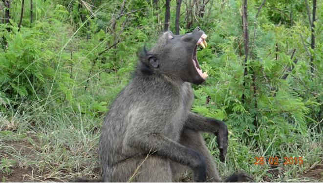Durban 5 Day Tour; Baboon yawning