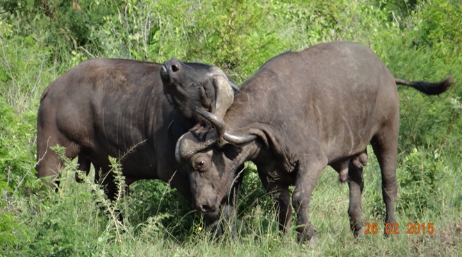 Durban 5 Day Tour; Buffalo Bulls fighting