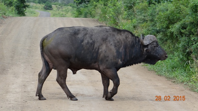 Durban 5 Day Tour; Buffalo crossing