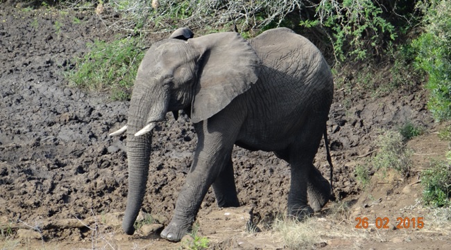 Durban 5 Day Tour; Bull Elephant walks down to mud wallow