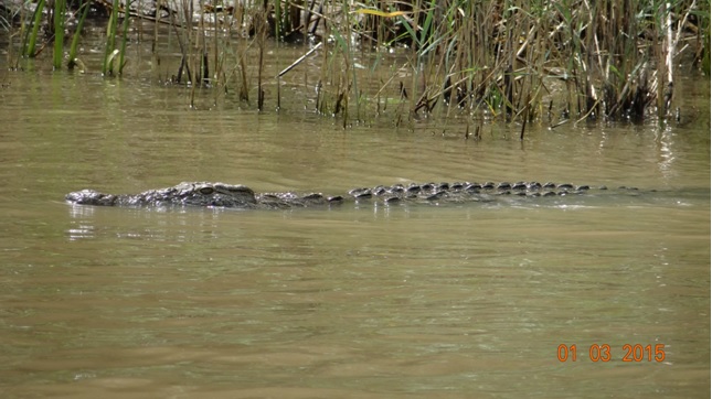 Durban 5 Day Tour; Crocodile at St Lucia
