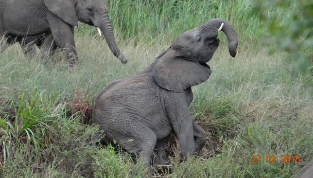 Durban 5 Day Tour; Elephants on river bank