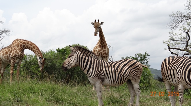 Durban 5 Day Tour; Giraffe and Zebra