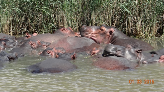 Durban 5 Day Tour; Hippos at St Lucia