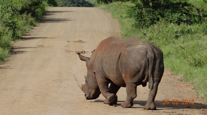 Durban 5 Day Tour; Rhino crossing road