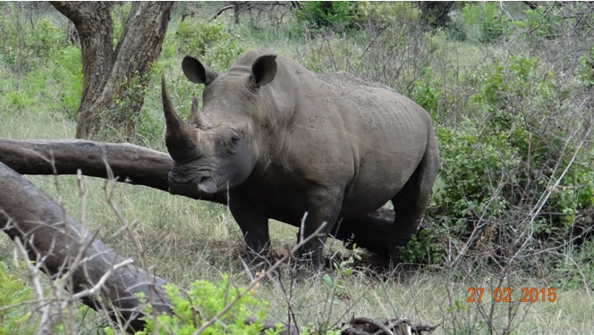 Durban 5 Day Tour; Rhino rubbing himself