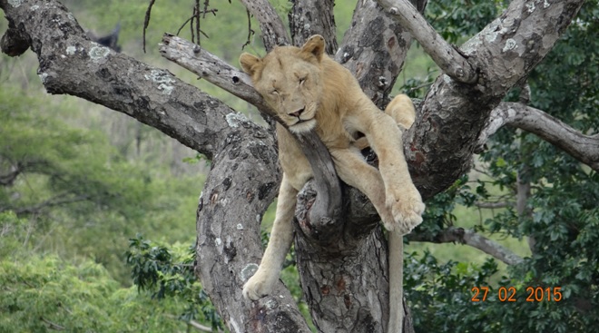 Durban 5 Day Tour; Tree climbing Lions of Hluhluwe