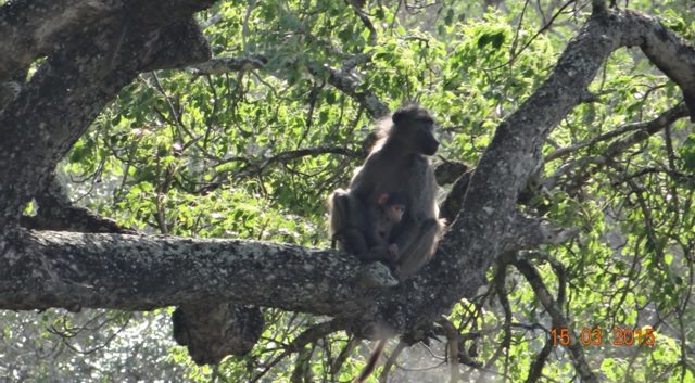 Durban day safari tour; Baboon mother and baby