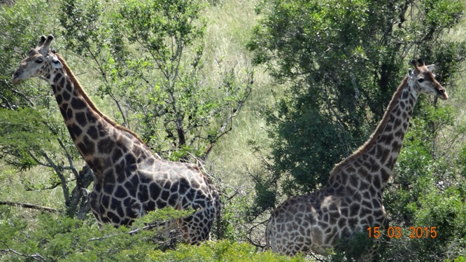 Durban day safari tour; Giraffe