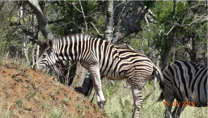 Durban day safari tour; Zebra on termite mound