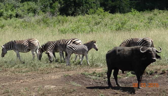 Durban day tour; Buffalo and Zebra