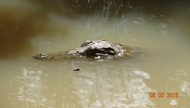 Durban day tour; Crocodile