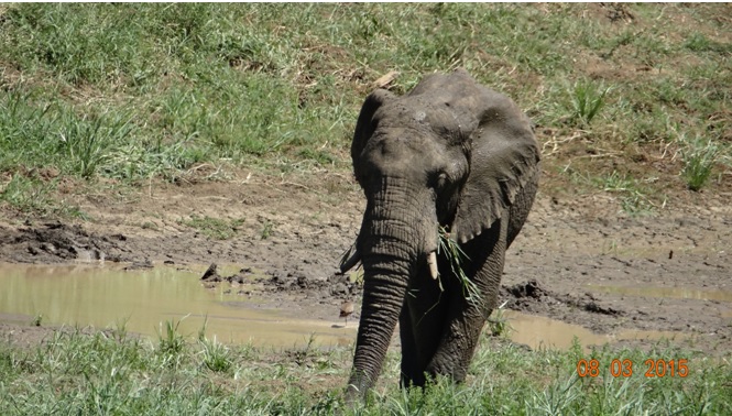 Durban day tour; Elephant in Hluhluwe river