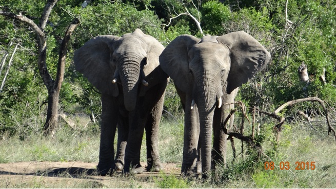 Durban day tour; Elephants drinking