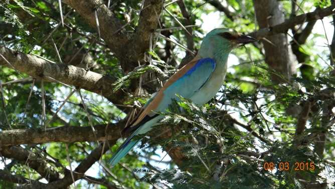 Durban day tour; European Roller