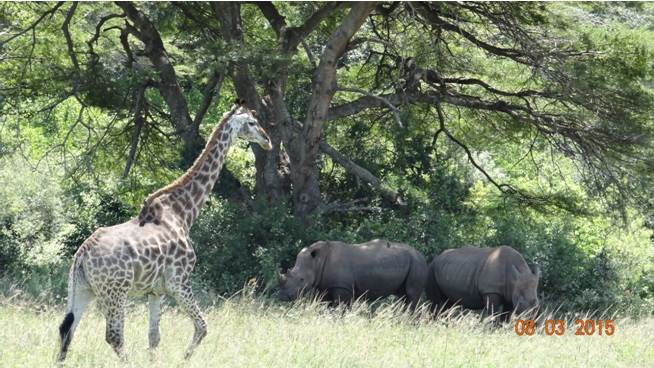 Durban day tour; Giraffe and Rhinos