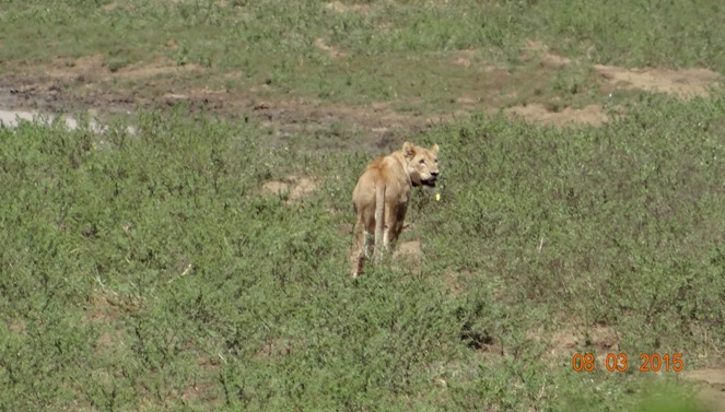 Durban day tour; Lioness