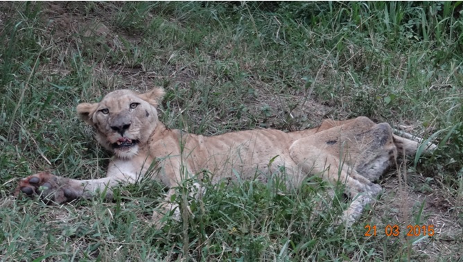 Hluhluwe 3 day safari tour, Old Lioness holds on to life by the slin of her teeth