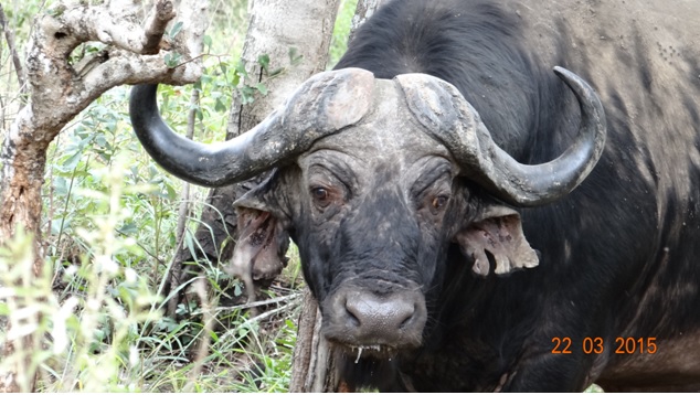 KwaZulu Natal 3 day safari tour, Buffalo bull