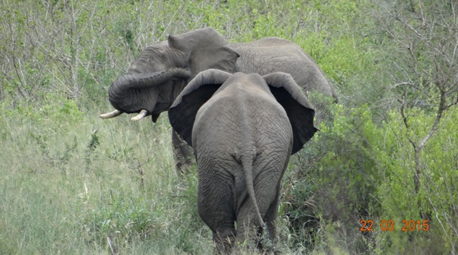 KwaZulu Natal 3 day safari tour, Camera shy Elephants