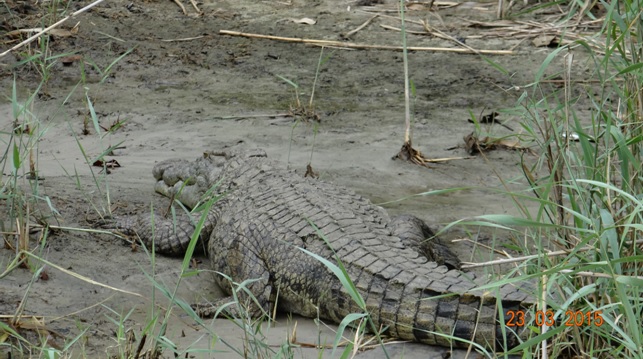 KwaZulu Natal 3 day safari tour, Crocodile at St Lucia