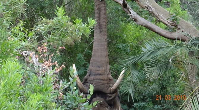 KwaZulu Natal 3 day safari tour, Elephant reaching for figs