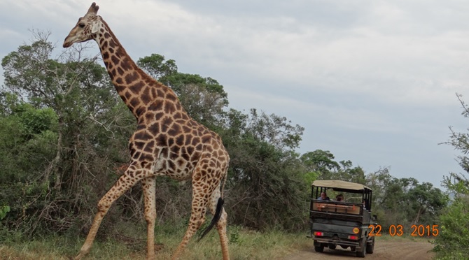 KwaZulu Natal 3 day safari tour, Giraffe crossing