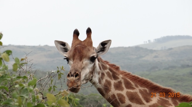 KwaZulu Natal 3 day safari tour, Giraffe feeding