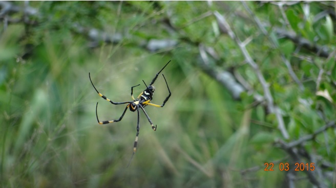 KwaZulu Natal 3 day safari tour, Golden Orb Spider