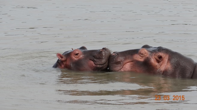 KwaZulu Natal 3 day safari tour, Hippos Kissing at St Lucia