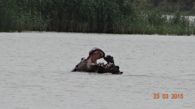 KwaZulu Natal 3 day safari tour, Hippos playing at St Lucia