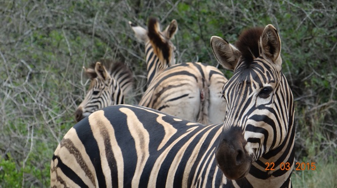 KwaZulu Natal 3 day safari tour, Zebra