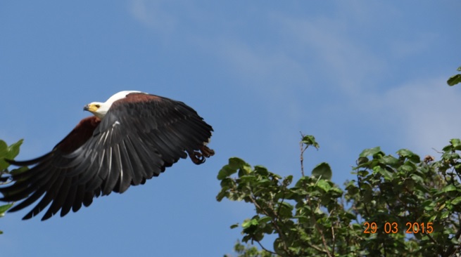 St Lucia day tour; African Fish eagle in flight