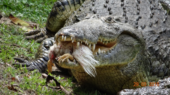 St Lucia day tour; Crocodile with chicken in its mouth