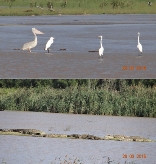 St Lucia day tour; Estuary board walk sightings