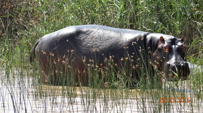 St Lucia day tour; Hippo in the St Lucia estuary