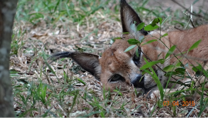 3 day safari from Durban; Caracal