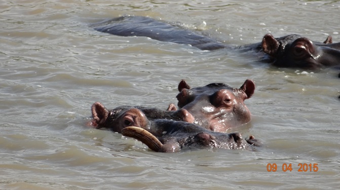 3 day safari from Durban; Hippos at St Lucia