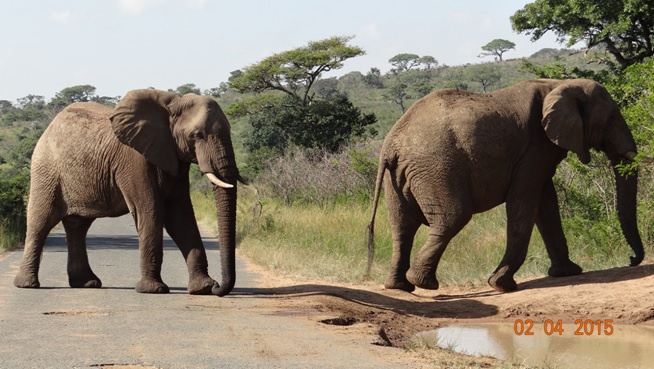 Big 5 Safari from Durban - Elephants