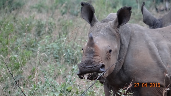 Durban overnight safari; Baby Rhino