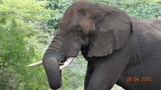Durban overnight safari; Elephant