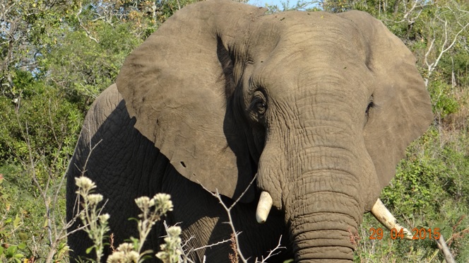 Durban overnight safari; Elephant