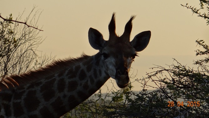 Durban overnight safari; Giraffe