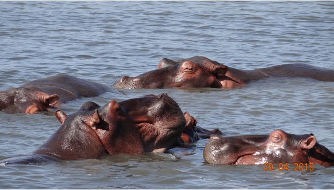 Durban overnight safari; Hippos at St Lucia