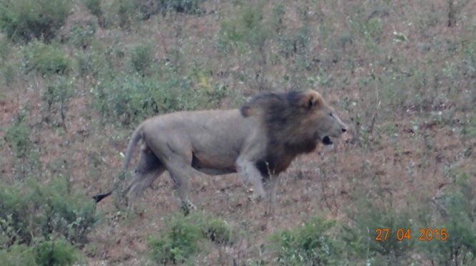 Durban overnight safari; Lion