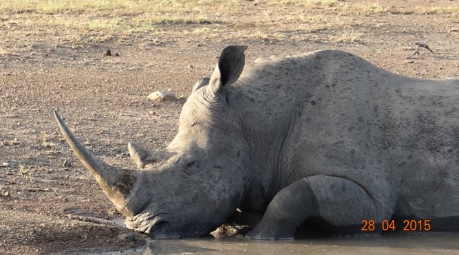Durban overnight safari; Rhino asleep
