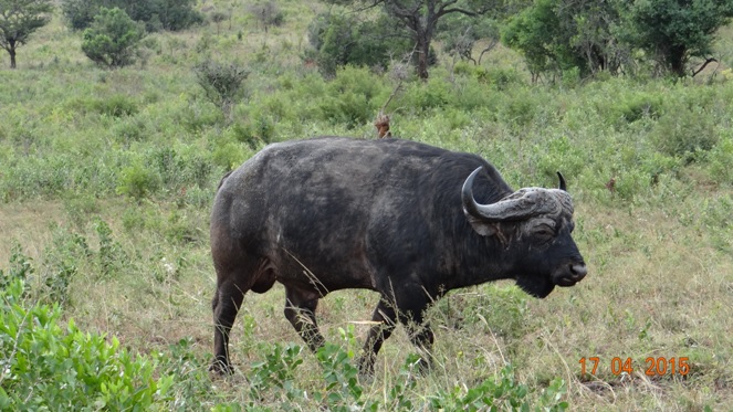Durban safari in KwaZulu Natal; Buffalo
