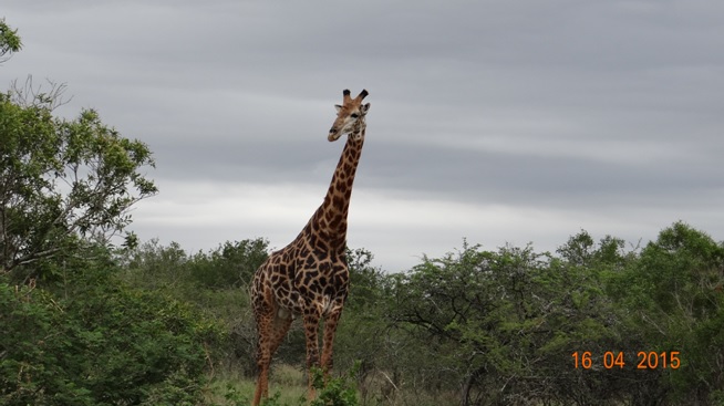 Durban safari in KwaZulu Natal Giraffe