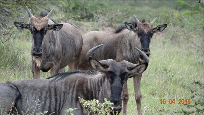 Durban safari in KwaZulu Natal; Wildebeest